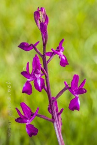 Herorchis laxiflora ( Lam. ) D.Tyteca & E.Klein