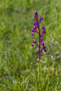 Herorchis laxiflora ( Lam. ) D.Tyteca & E.Klein
