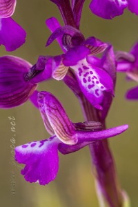 Herorchis morio (L.) D. Tyteca & E. Klein