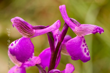 Herorchis morio (L.) D. Tyteca & E. Klein