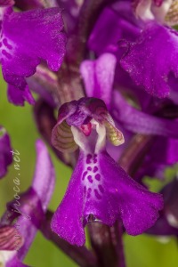 Herorchis morio (L.) D. Tyteca & E. Klein