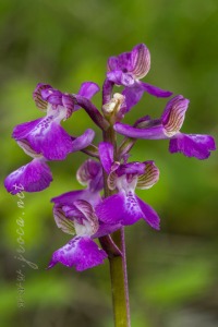 Herorchis morio (L.) D. Tyteca & E. Klein