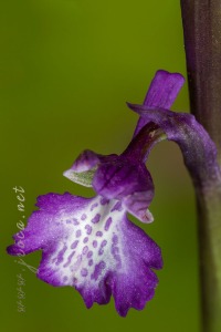 Herorchis morio (L.) D. Tyteca & E. Klein