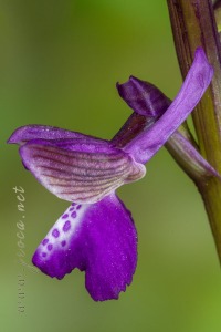 Herorchis morio (L.) D. Tyteca & E. Klein