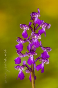 Herorchis morio (L.) D. Tyteca & E. Klein