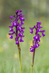 Herorchis morio (L.) D. Tyteca & E. Klein