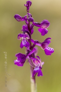 Herorchis morio (L.) D. Tyteca & E. Klein