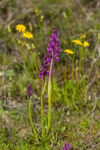 Herorchis morio (L.) D. Tyteca & E. Klein