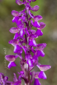 Herorchis morio (L.) D. Tyteca & E. Klein