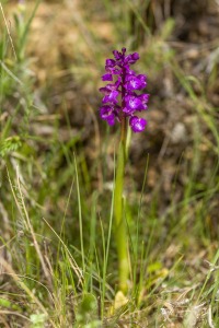 Herorchis morio (L.) D. Tyteca & E. Klein