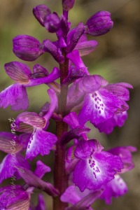 Herorchis morio (L.) D. Tyteca & E. Klein