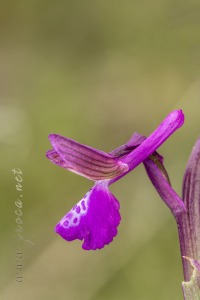 Herorchis morio (L.) D. Tyteca & E. Klein