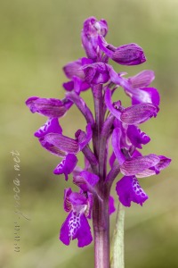 Herorchis morio (L.) D. Tyteca & E. Klein