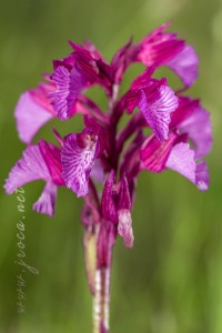 Herorchis papilionacea ( L. ) D.Tyteca & E.Klein