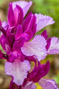 Herorchis papilionacea ( L. ) D.Tyteca & E.Klein
