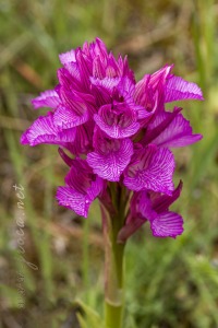 Herorchis papilionacea ( L. ) D.Tyteca & E.Klein