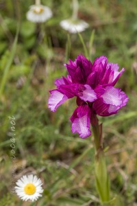 Herorchis papilionacea ( L. ) D.Tyteca & E.Klein