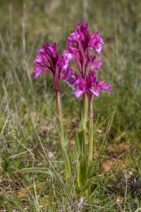 Herorchis papilionacea ( L. ) D.Tyteca & E.Klein