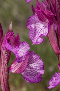 Herorchis papilionacea ( L. ) D.Tyteca & E.Klein