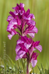 Herorchis papilionacea ( L. ) D.Tyteca & E.Klein