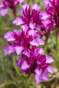 Herorchis papilionacea ( L. ) D.Tyteca & E.Klein