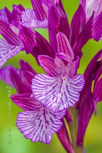 Herorchis papilionacea ( L. ) D.Tyteca & E.Klein