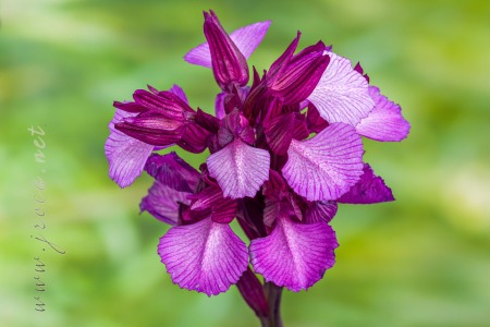 Herorchis papilionacea ( L. ) D.Tyteca & E.Klein