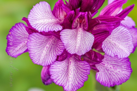 Herorchis papilionacea ( L. ) D.Tyteca & E.Klein