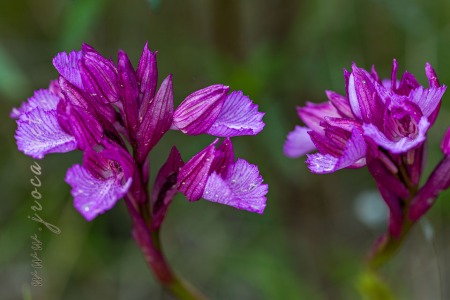 Herorchis papilionacea ( L. ) D.Tyteca & E.Klein