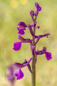 Herorchis picta ( Loisel. ) P.Delforge