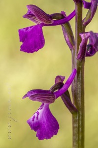 Herorchis picta ( Loisel. ) P.Delforge