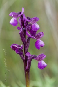 Herorchis picta ( Loisel. ) P.Delforge