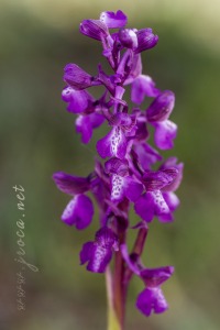 Herorchis picta ( Loisel. ) P.Delforge
