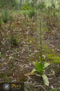 Himantoglossum hircinum (L.) Spreng.