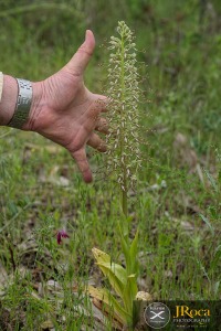 Himantoglossum hircinum (L.) Spreng.