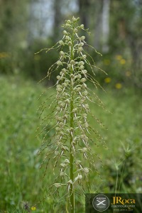 Himantoglossum hircinum (L.) Spreng.