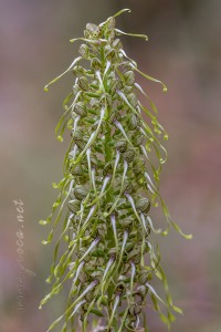 Himantoglossum hircinum (L.) Spreng.