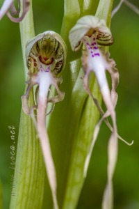 Himantoglossum hircinum (L.) Spreng.