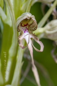 Himantoglossum hircinum (L.) Spreng.
