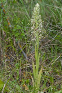Himantoglossum hircinum (L.) Spreng.
