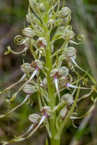 Himantoglossum hircinum (L.) Spreng.