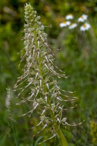 Himantoglossum hircinum (L.) Spreng.