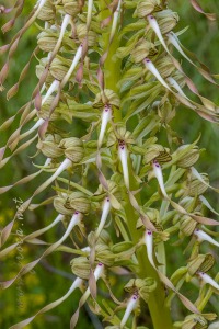 Himantoglossum hircinum (L.) Spreng.