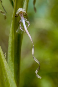 Himantoglossum hircinum (L.) Spreng.