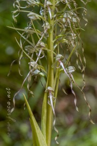 Himantoglossum hircinum (L.) Spreng.