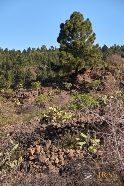 Pinus canariensis (C.Sm.)
