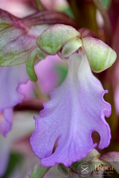 Himantoglossum metlesicsianum (W.P.Teschner) P.Delforge