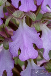 Himantoglossum metlesicsianum (W.P.Teschner) P.Delforge