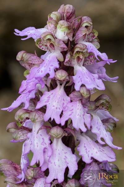Himantoglossum metlesicsianum (W.P.Teschner) P.Delforge