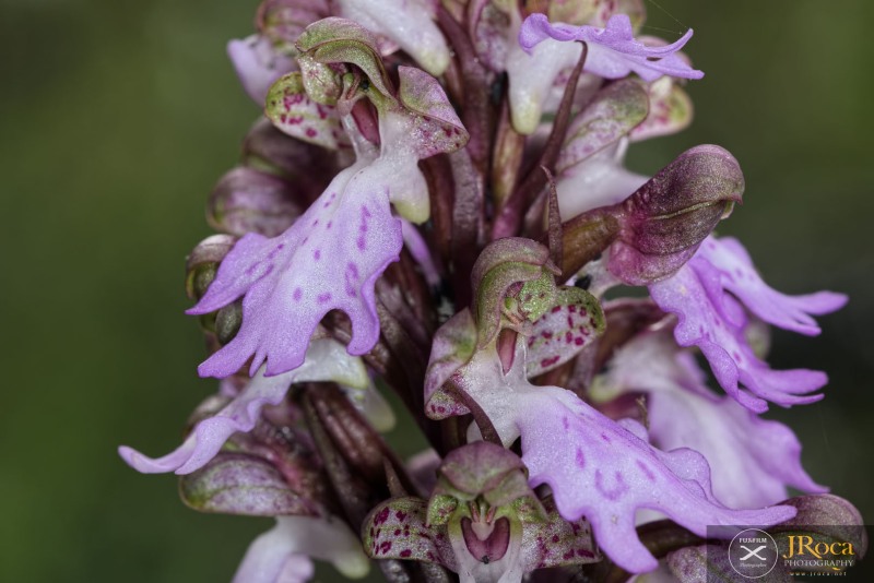 Himantoglossum metlesicsianum (W.P.Teschner) P.Delforge